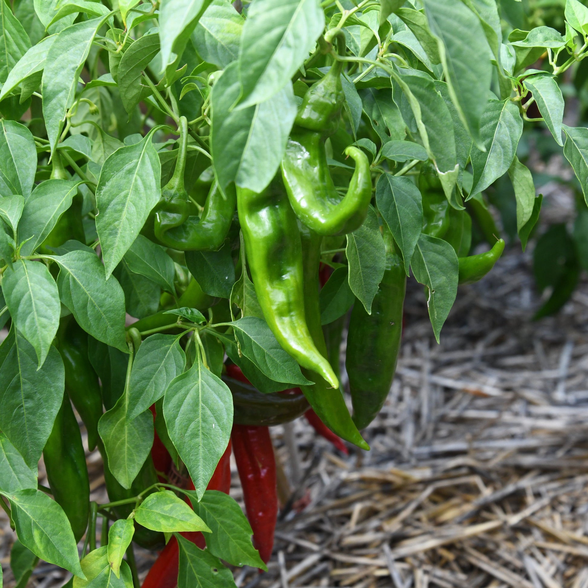 Hatch chilli peppers seed crop growing on their plants in back paddock 