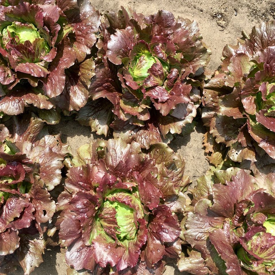 Close-up of red and green leafy vegetables on a dirt surface