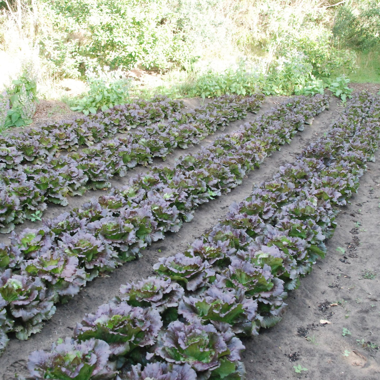 head cardinal lettuce seed crop growing in mandala garden