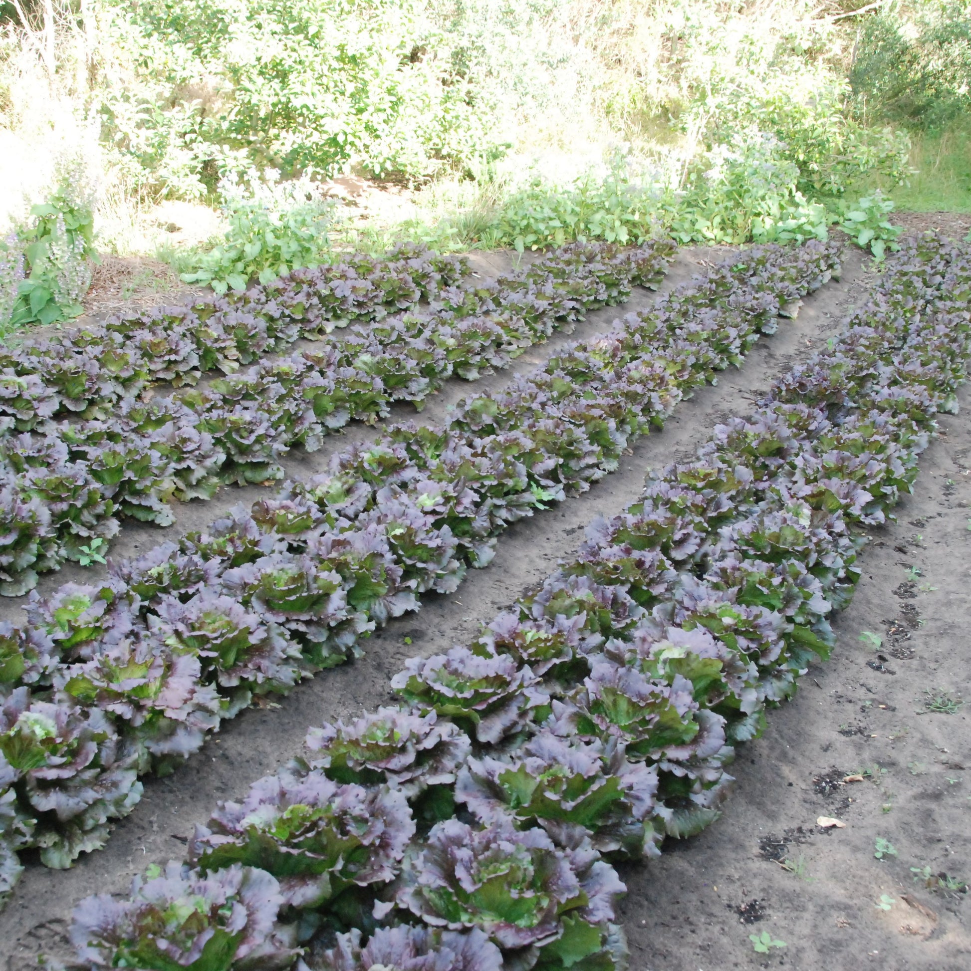 head cardinal lettuce seed crop growing in mandala garden