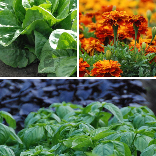 Herb, Lettuce and Flower Gift Collection