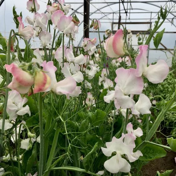 Sweet Pea 'High Society'