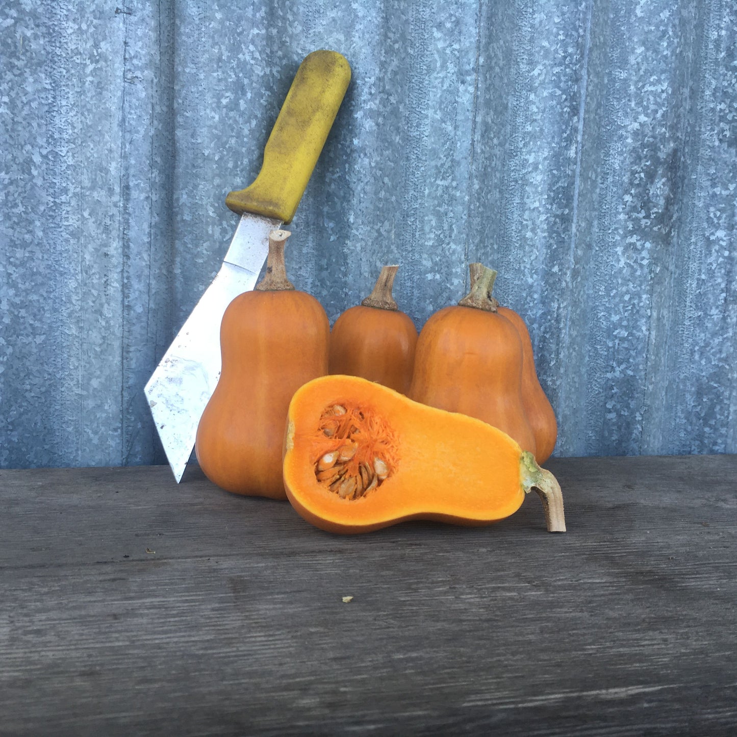 Butternut squash with a knife on a wooden surface against a corrugated metal background