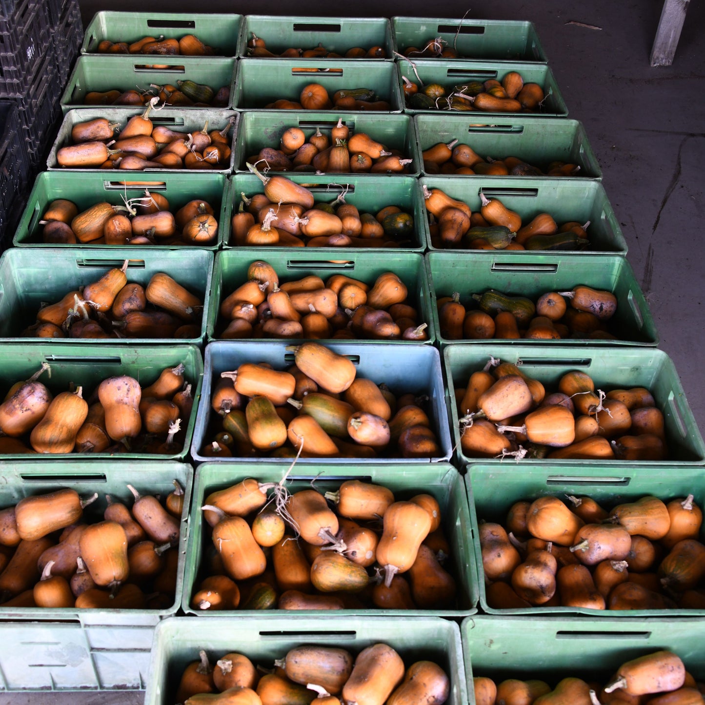 Green crates filled with honeynt pumpkins on a concrete floor