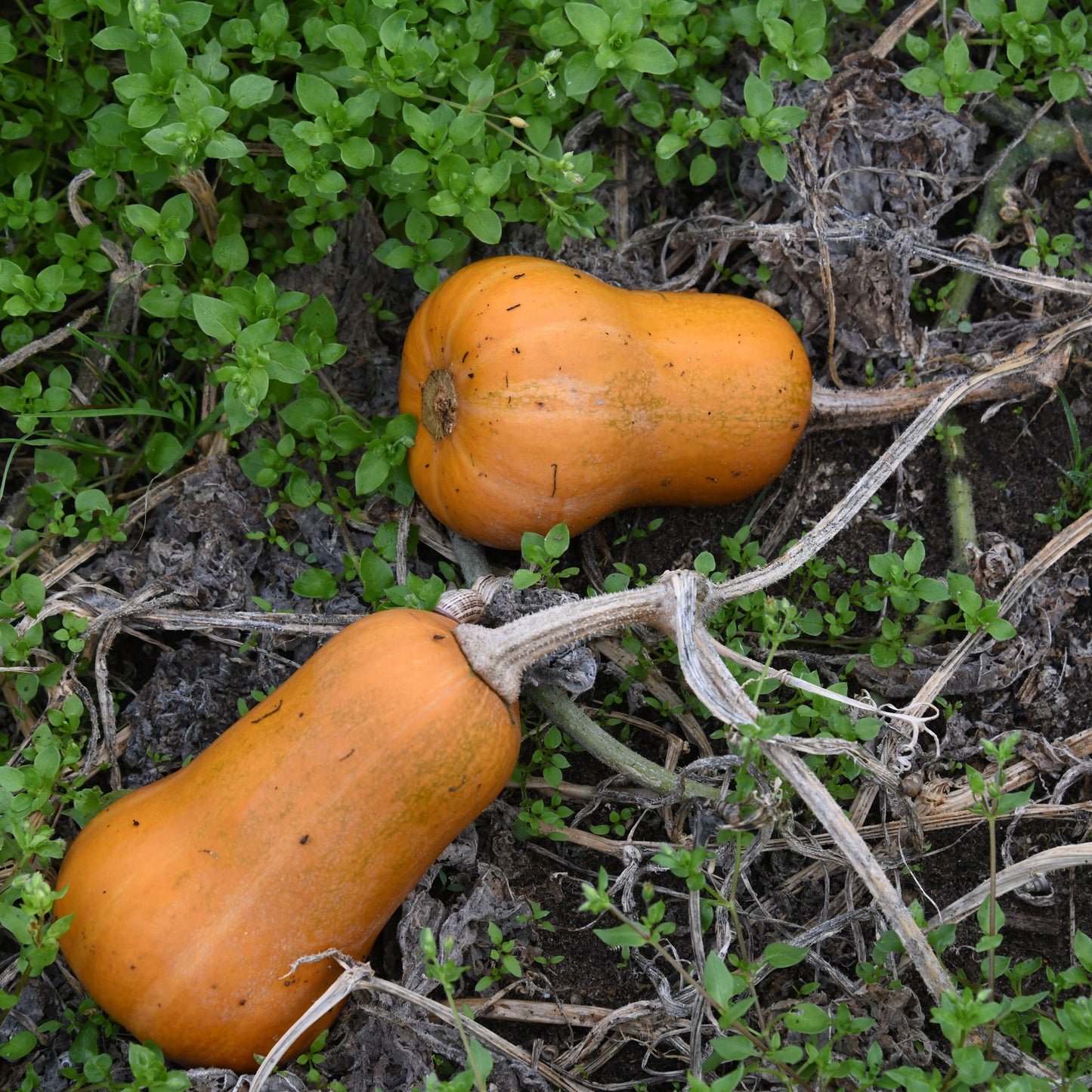 tow immature honeynut pumpkins on the ground with green foliage in the background