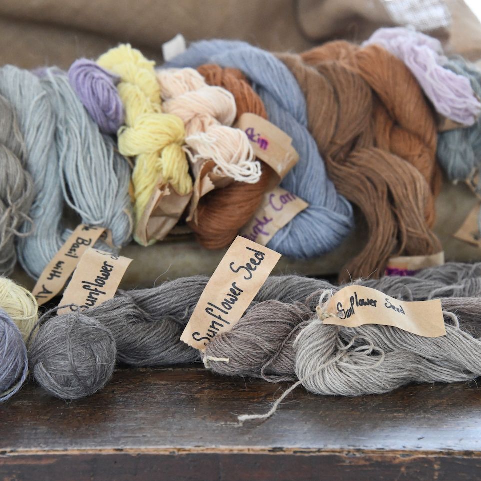 Sunflower 'Hopi Black'