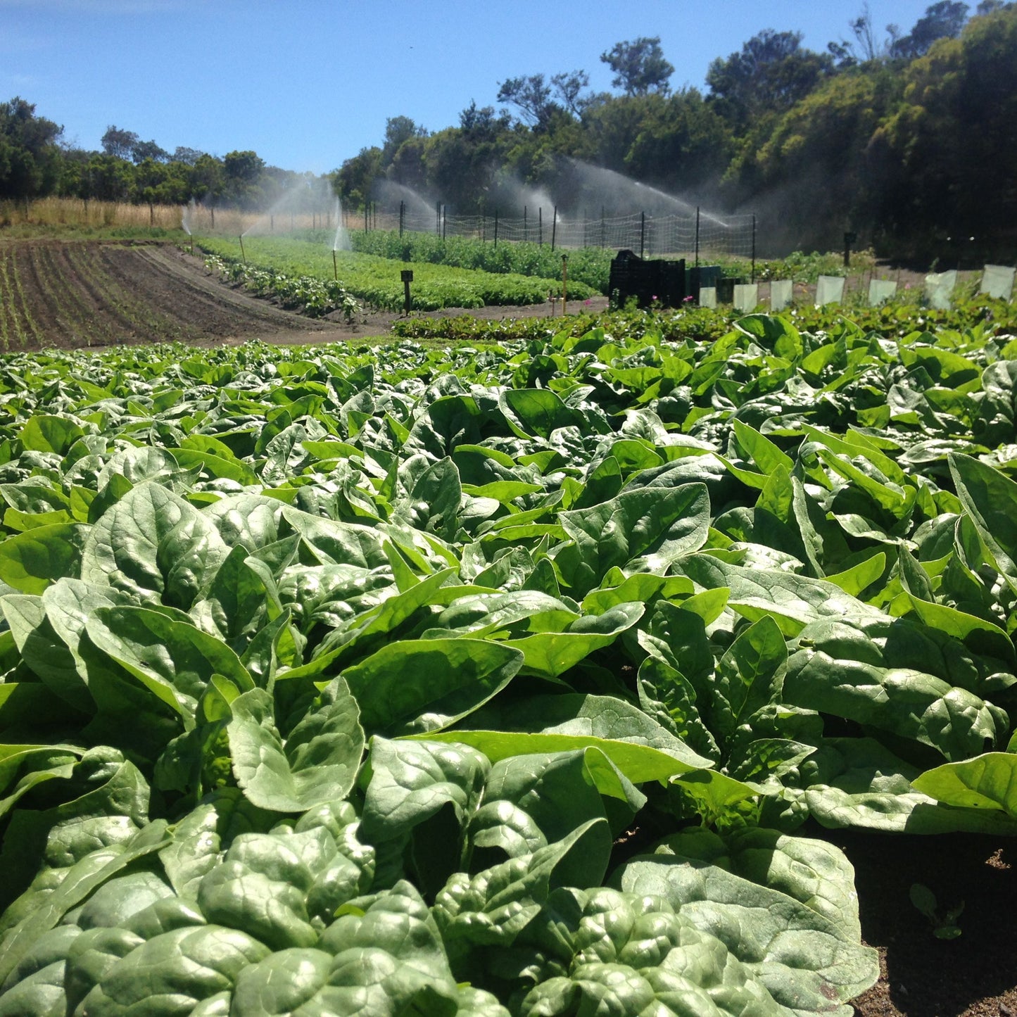 Spinach 'Equinox'