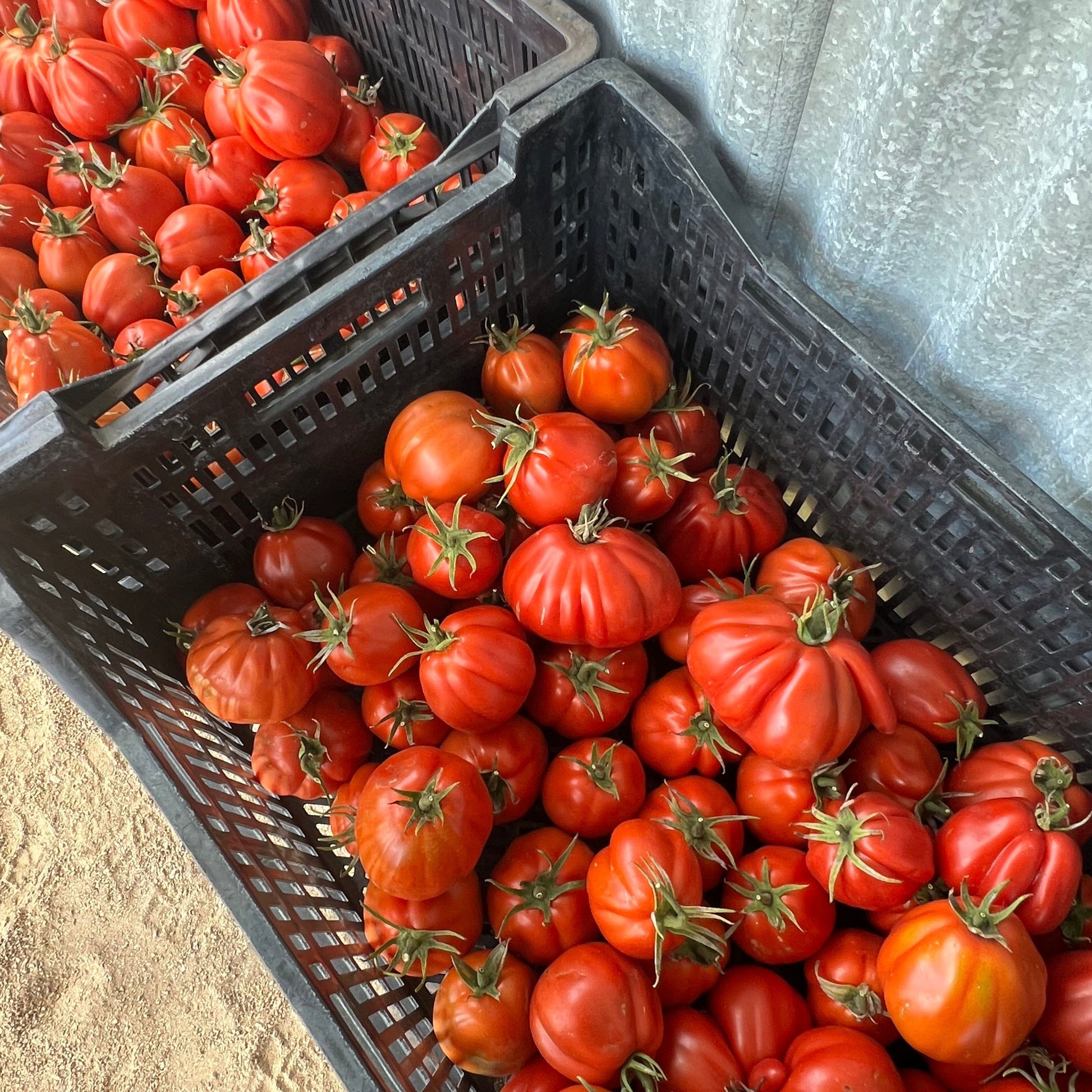 Black plastic crate filled with red tomatoes on a concrete surface