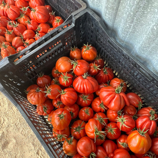 Black plastic crate filled with red tomatoes on a concrete surface