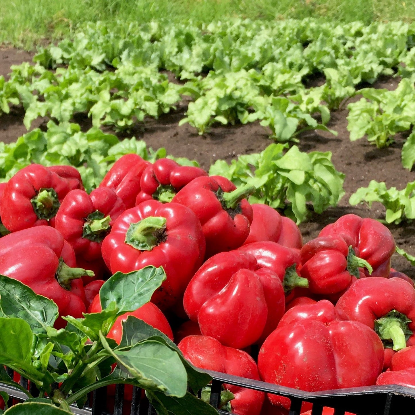 Red bell peppers in a field with green plants