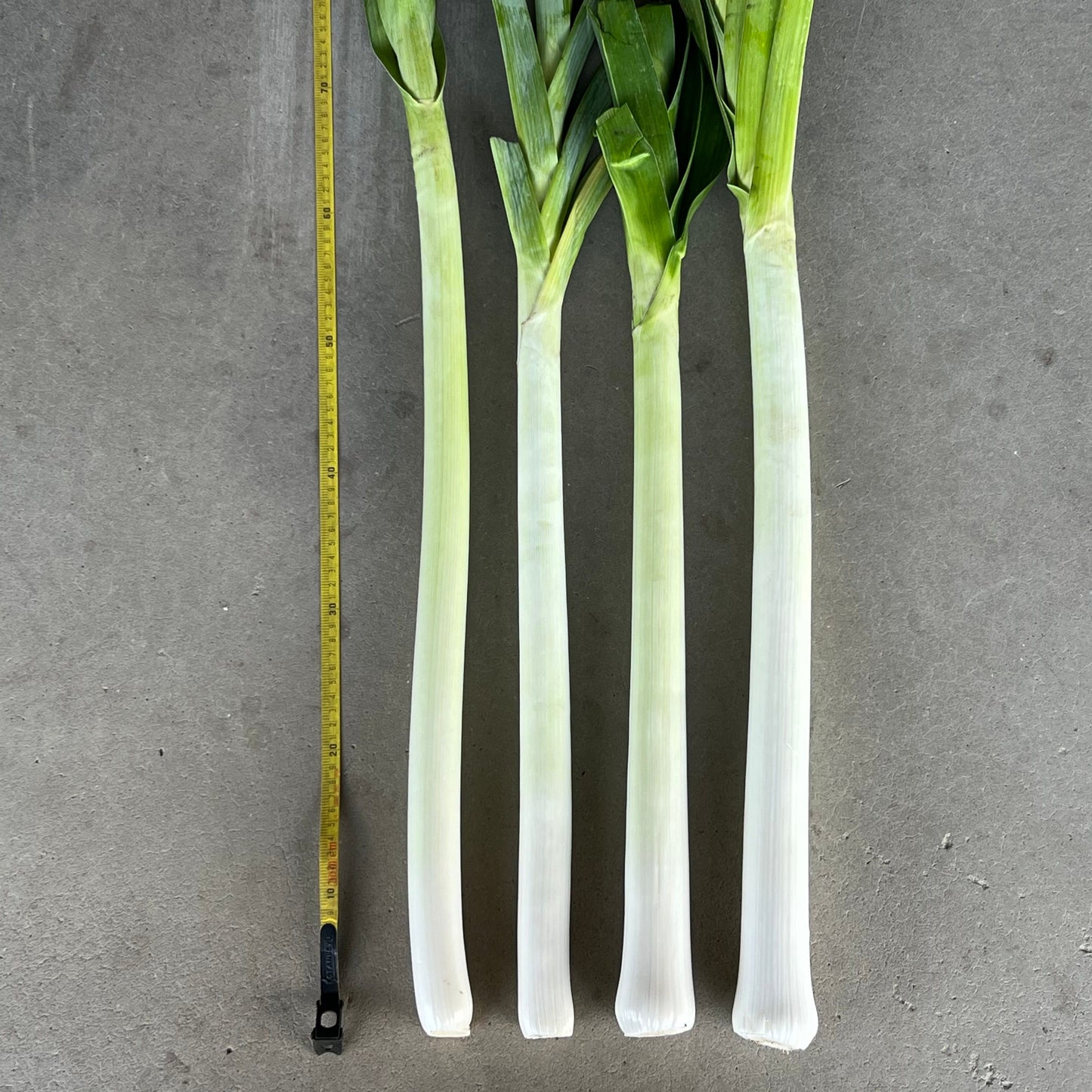 Three transiiton farm lincoln leeks with a measuring tape showing half a metre white shanks on a gray background