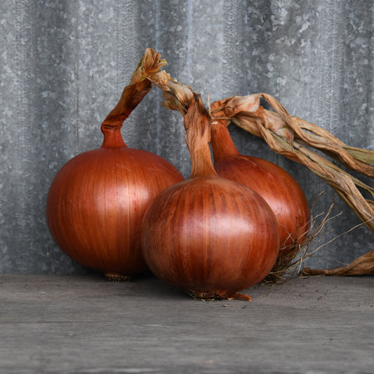Two brown onions on a wooden surface with a gray corrugated metal background