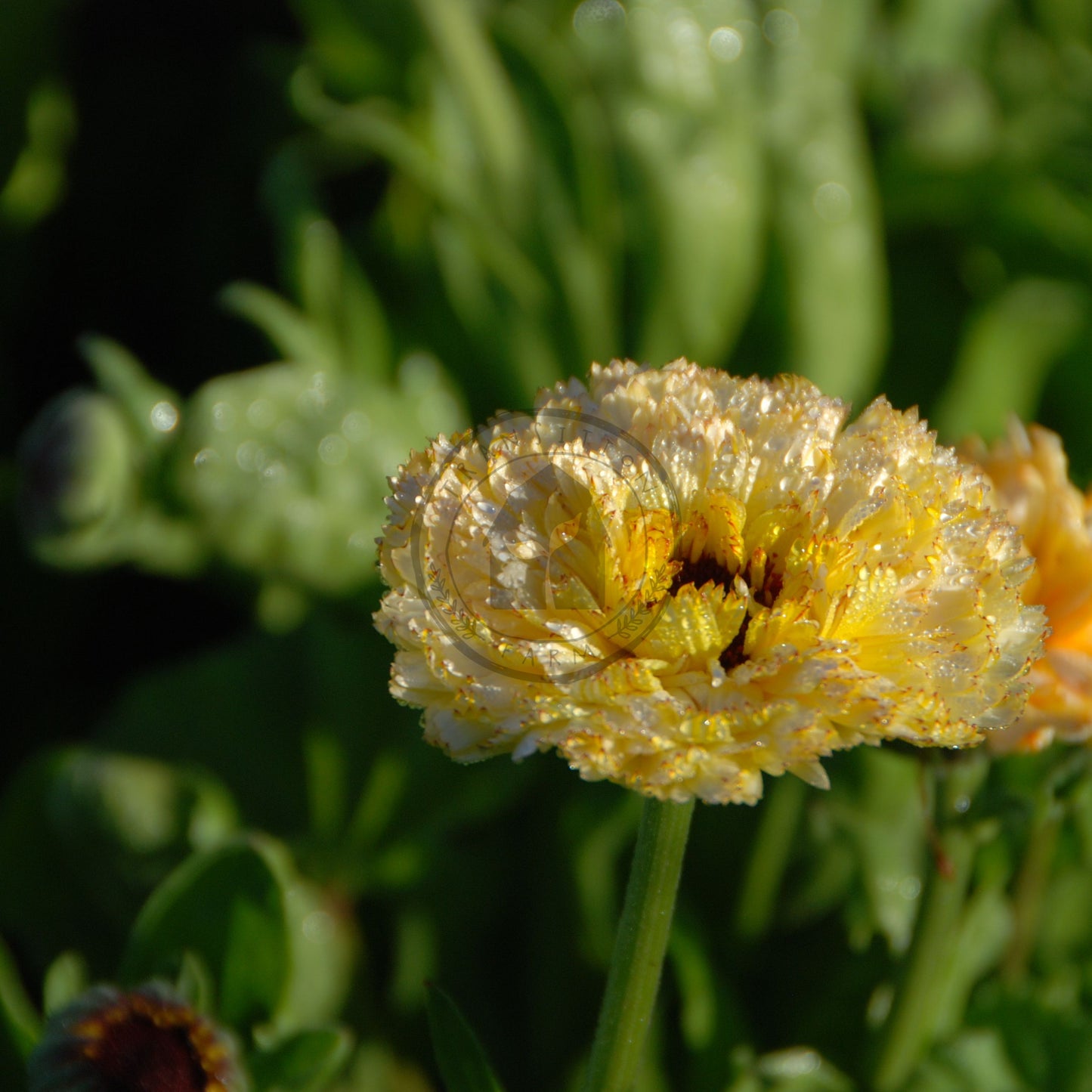 Yellow flower with water droplets on a green background