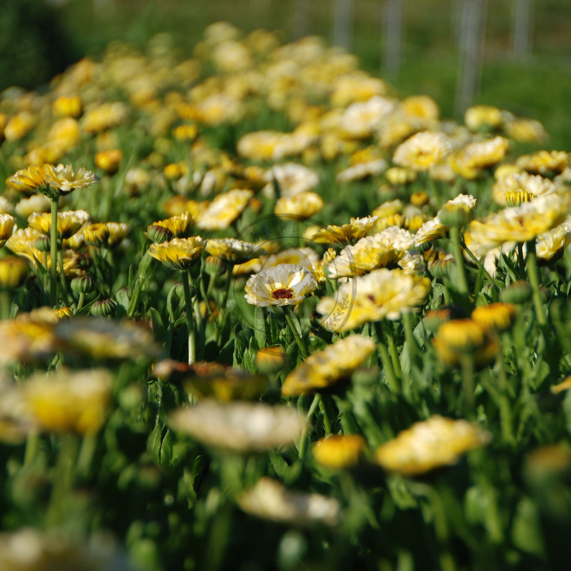 Field of yellow flowers with a blurred background