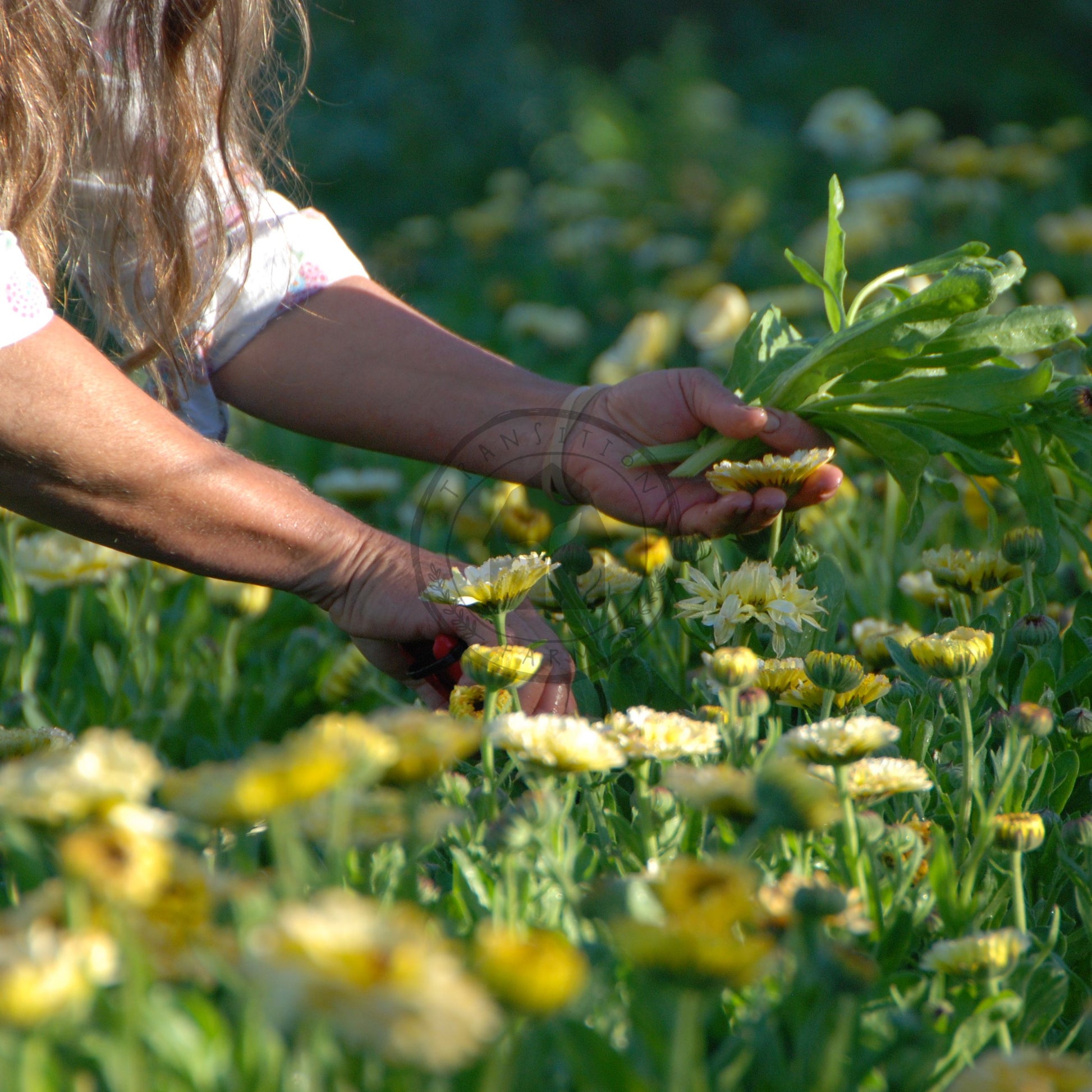 Person picking flowers in a field of yellow flowers