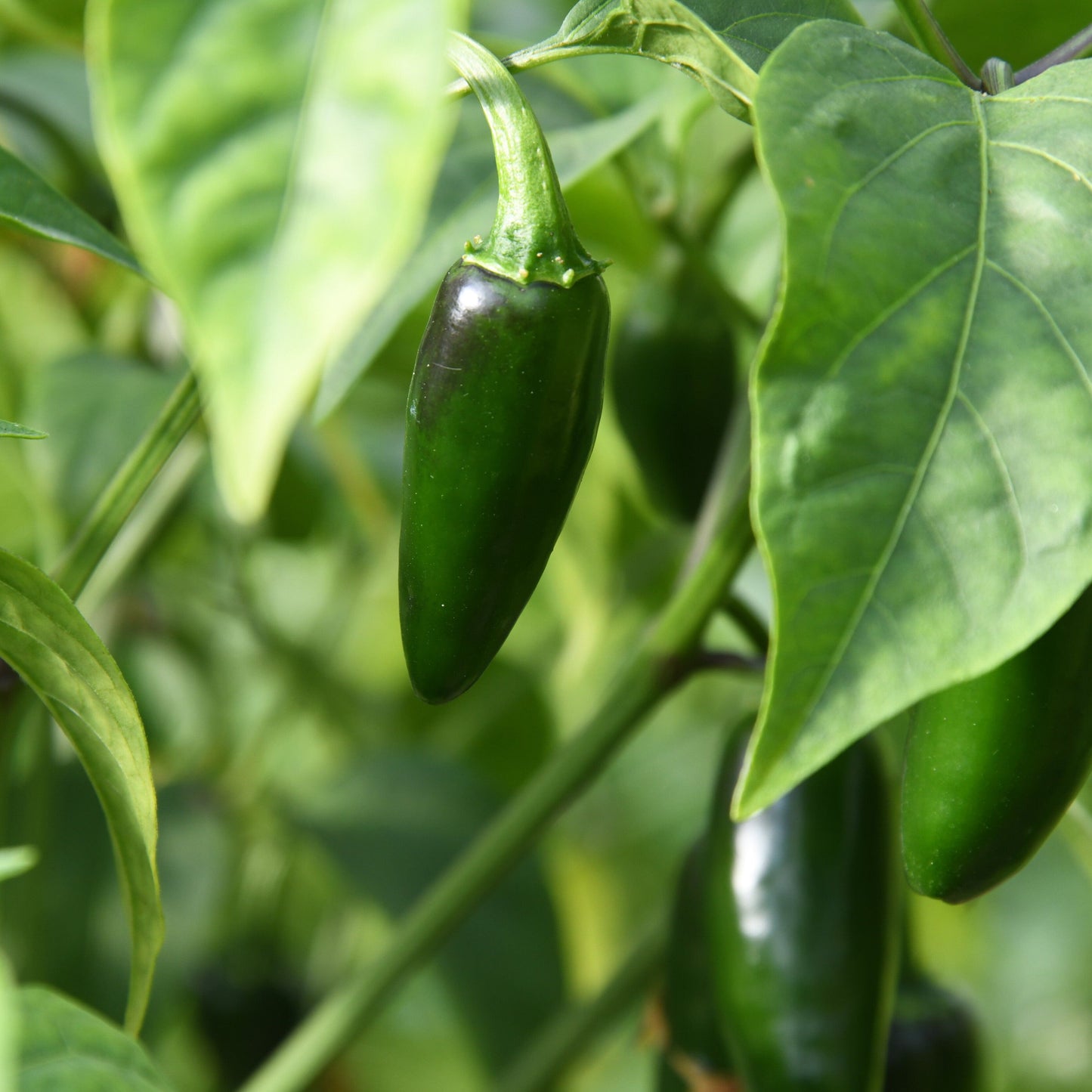 Green jalapeno chilli seed crop growing 