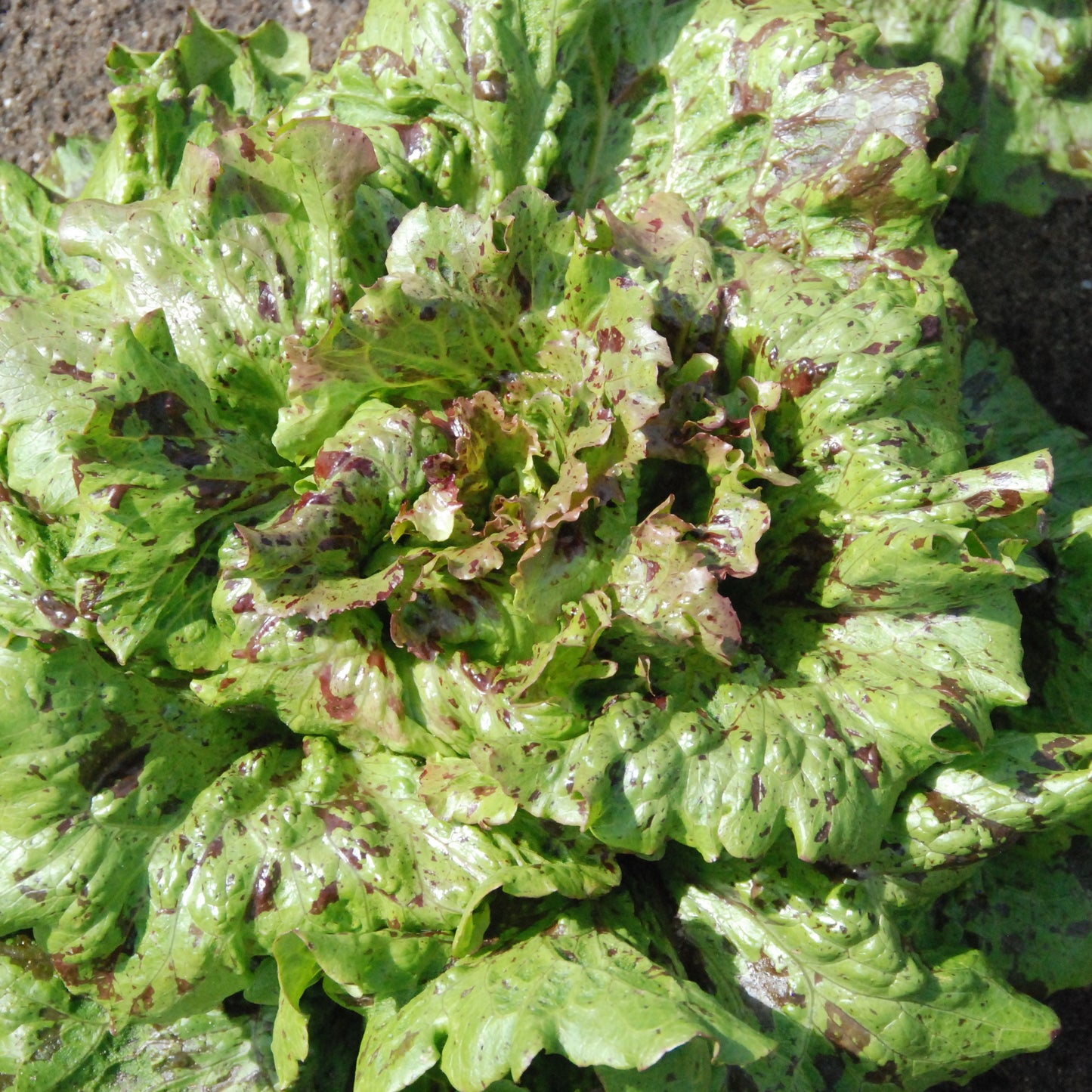 speckled lettuce on a dark surface