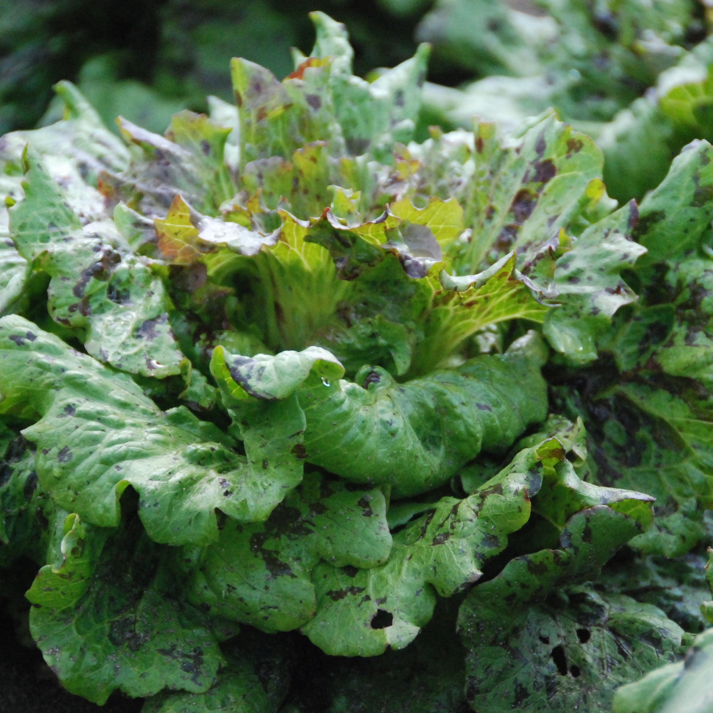 speckled lettuce