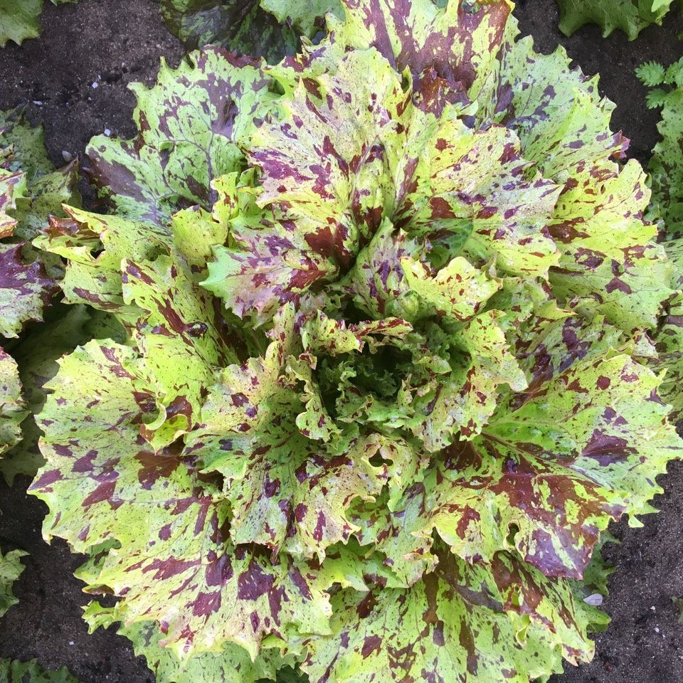Variegated leaf lettuce with green and purple leaves.