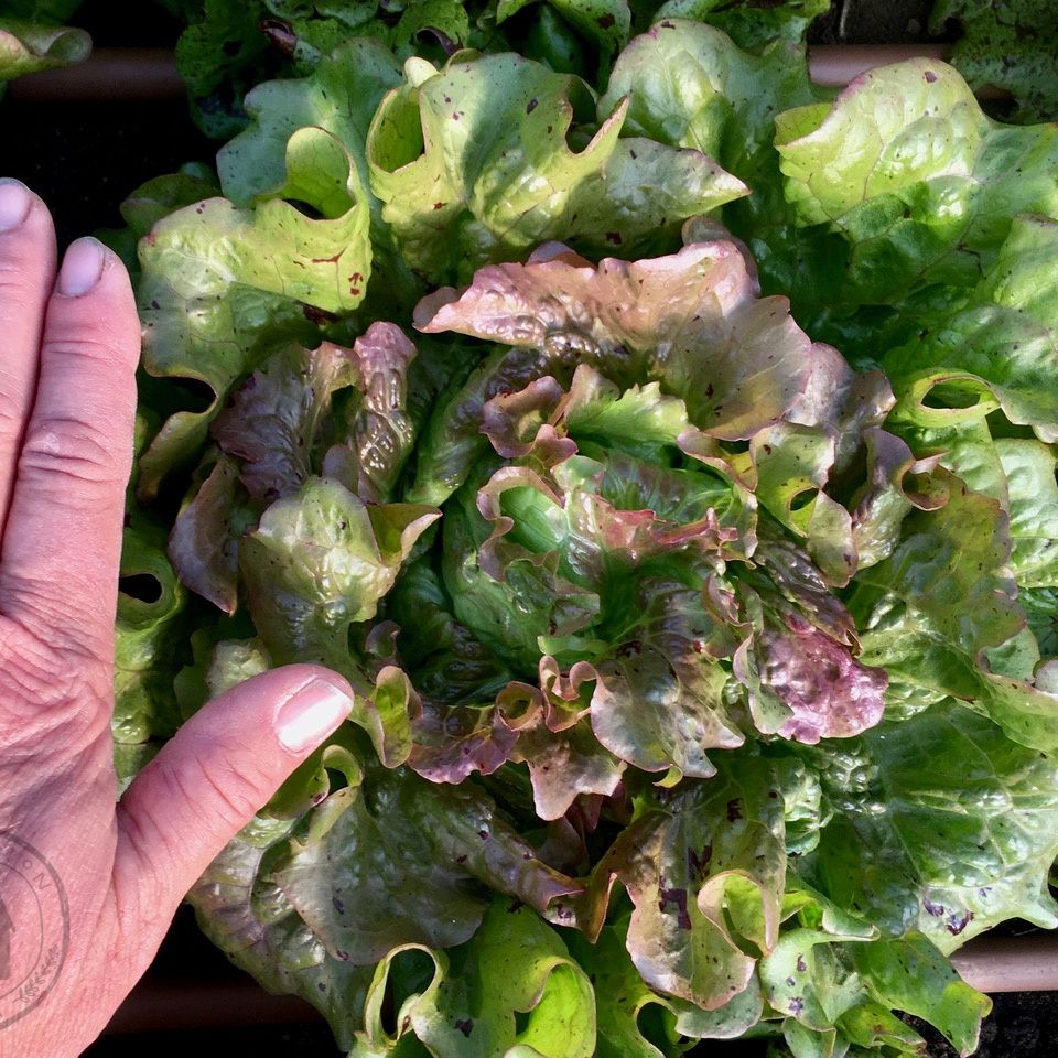 Hand holding a leaf of green lettuce with visible veins