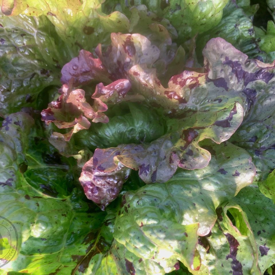 Close-up of a leafy green vegetable with purple and green leaves.