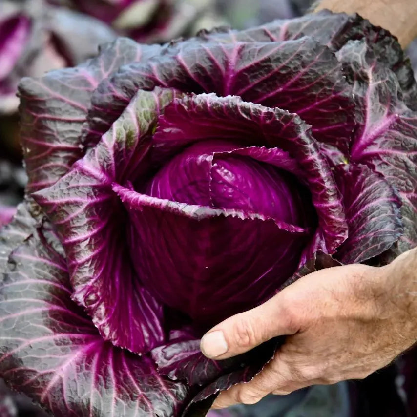Hand holding a purple cabbage with a blurred background