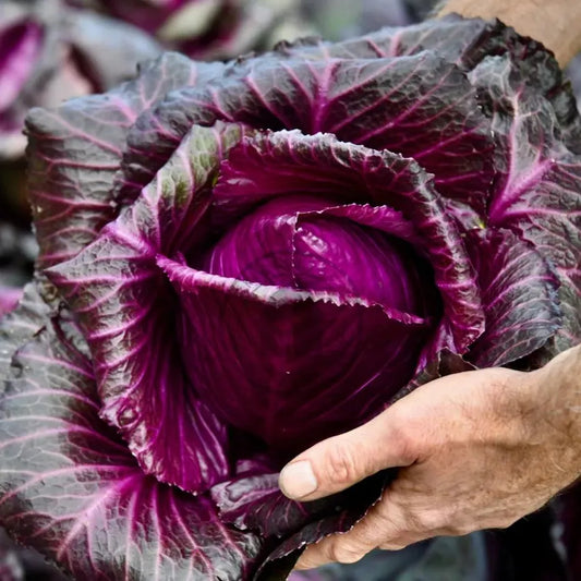 Hand holding a purple cabbage with a blurred background
