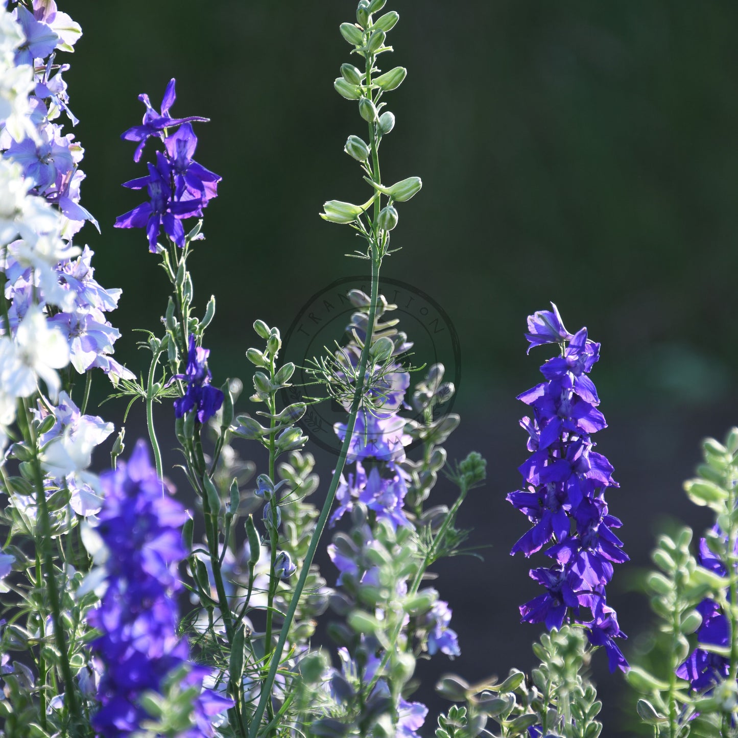 Purple and white flowers with green leaves against a dark background