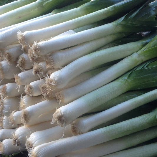 Bundles of green leeks on a metal grate