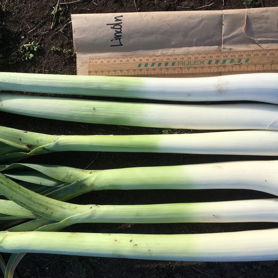 Leeks on a cardboard box 