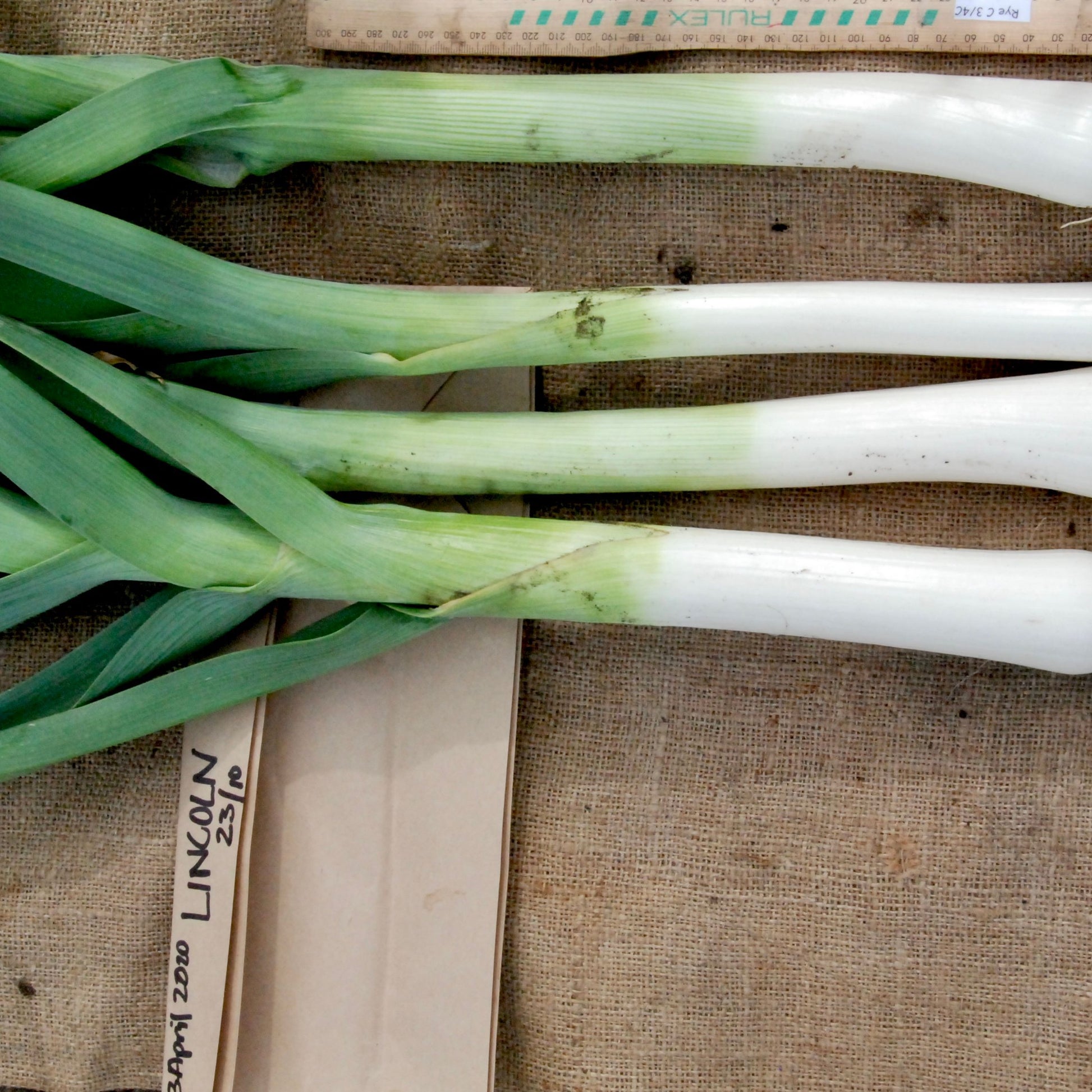 Three leeks on a rustic surface with a ruler for scale