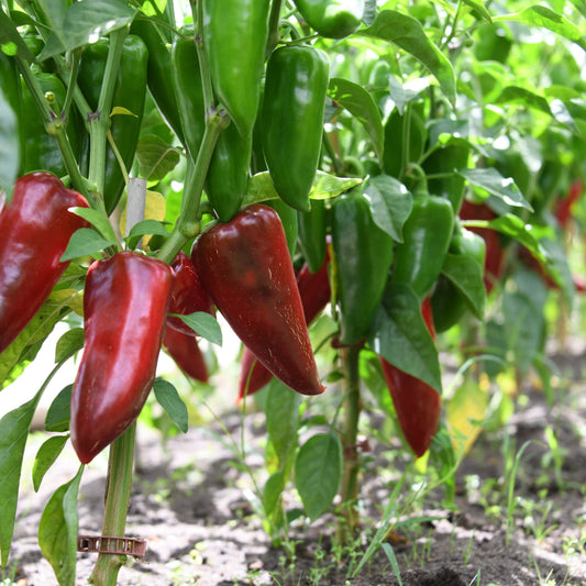 Red peppers growing on a plant with green leaves 
