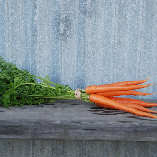Carrot 'Little Finger'