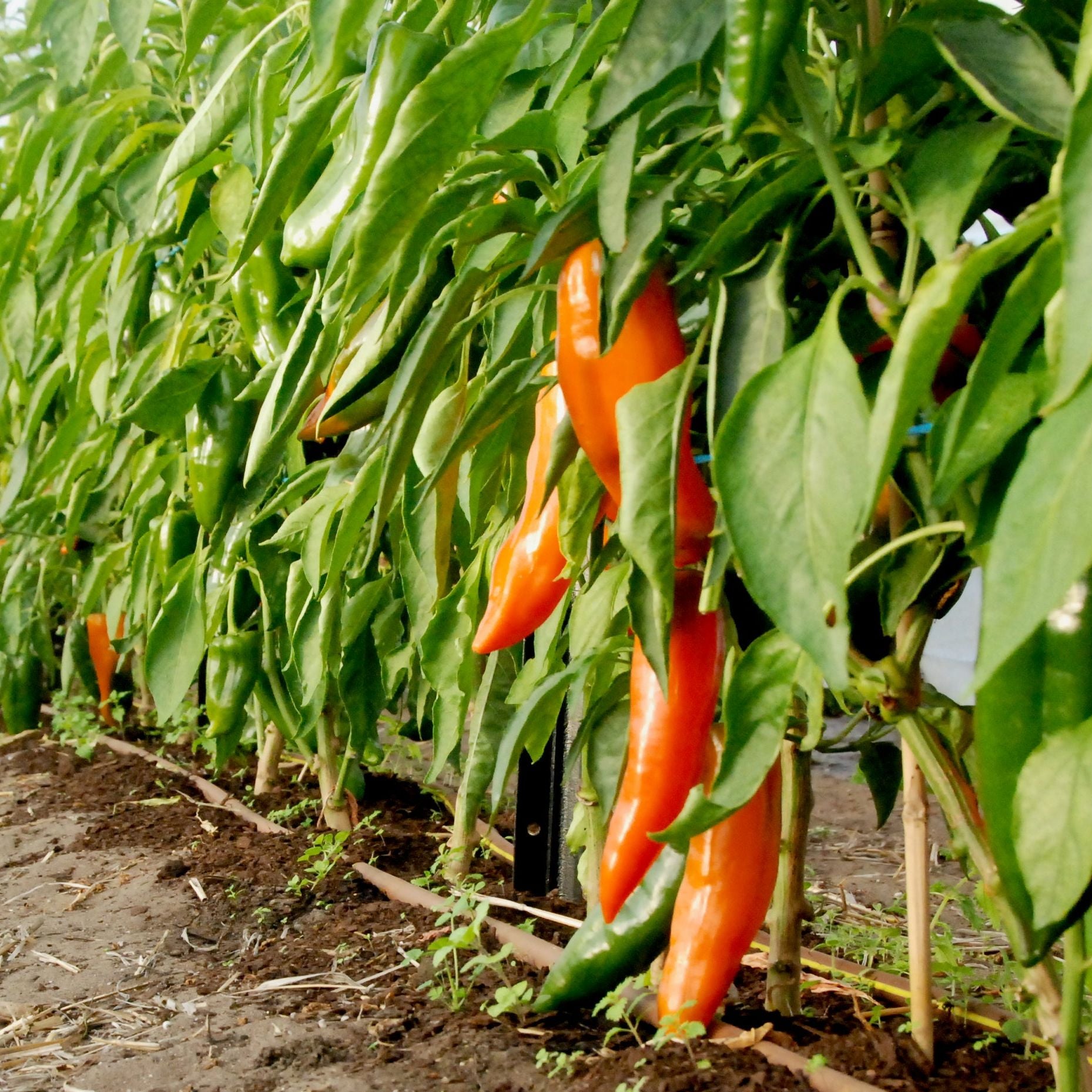 Row of orange bullnose peppers growing in a greenhouse with green leaves.