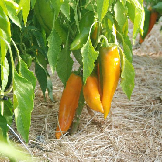 Yellowpeppers hanging from a plant with green leaves on a straw mulched ground.