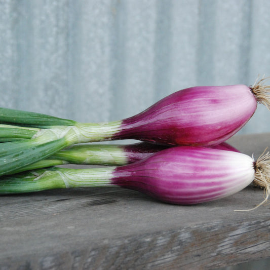 Two purple onions with green tops on a wooden surface against a gray background