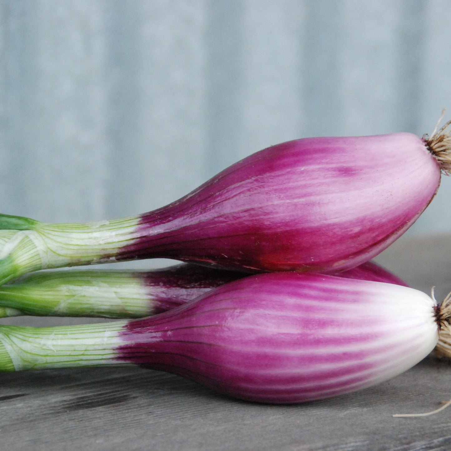 Two purple onions with green tops on a wooden surface.