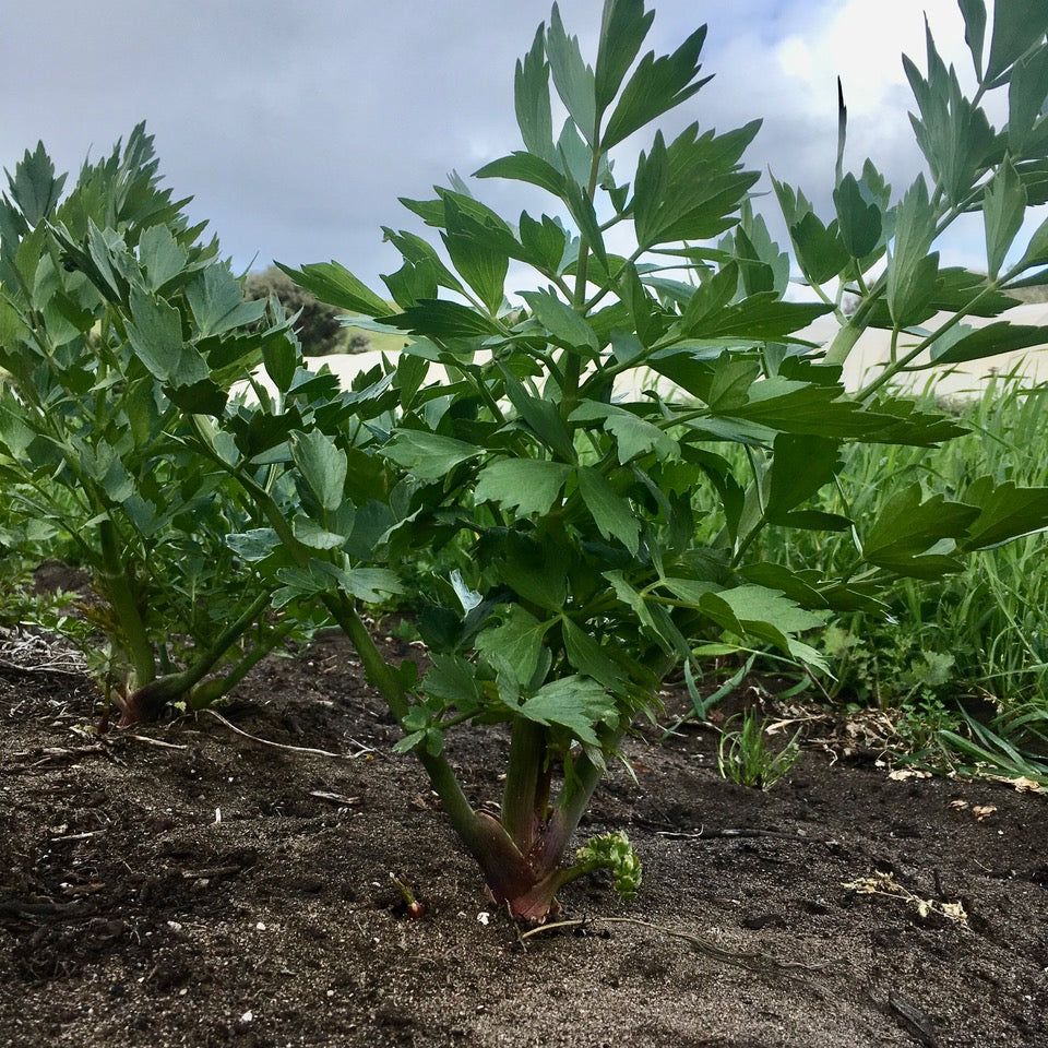 Lovage plants growing in soil with a cloudy sky in the background