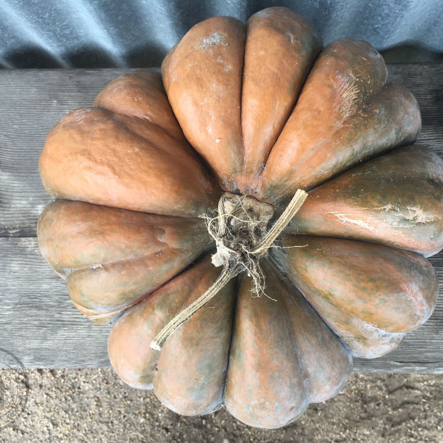Wrinkled pumpkin on a wooden surface