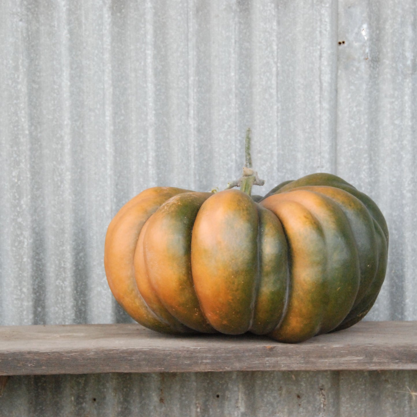 Green and orange pumpkin on a wooden surface with a metal wall background