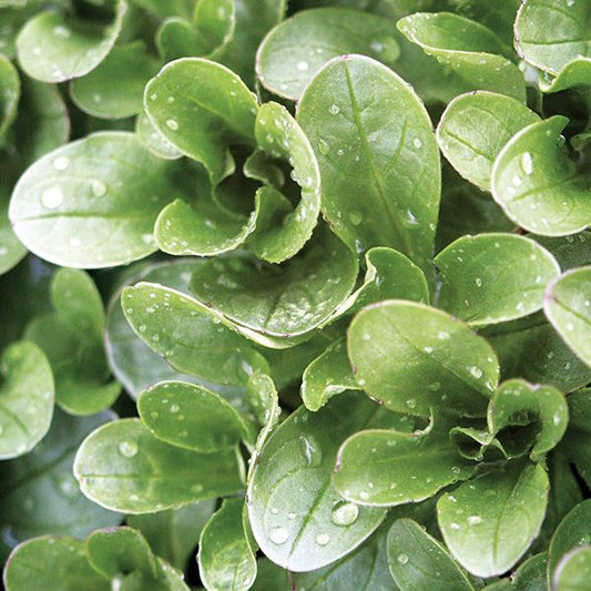Close-up of green mache leaves with water droplets