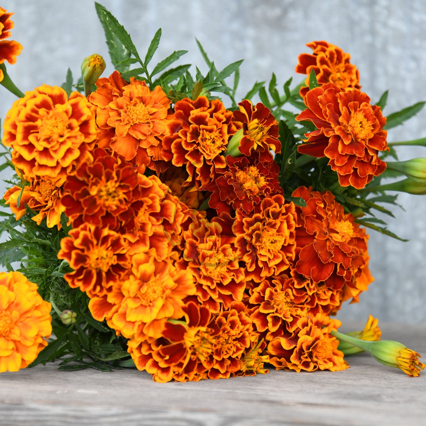 Bouquet of orange marigold flowers on a wooden surface with a gray textured background