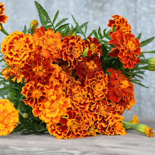Bouquet of orange marigold flowers on a wooden surface with a gray textured background