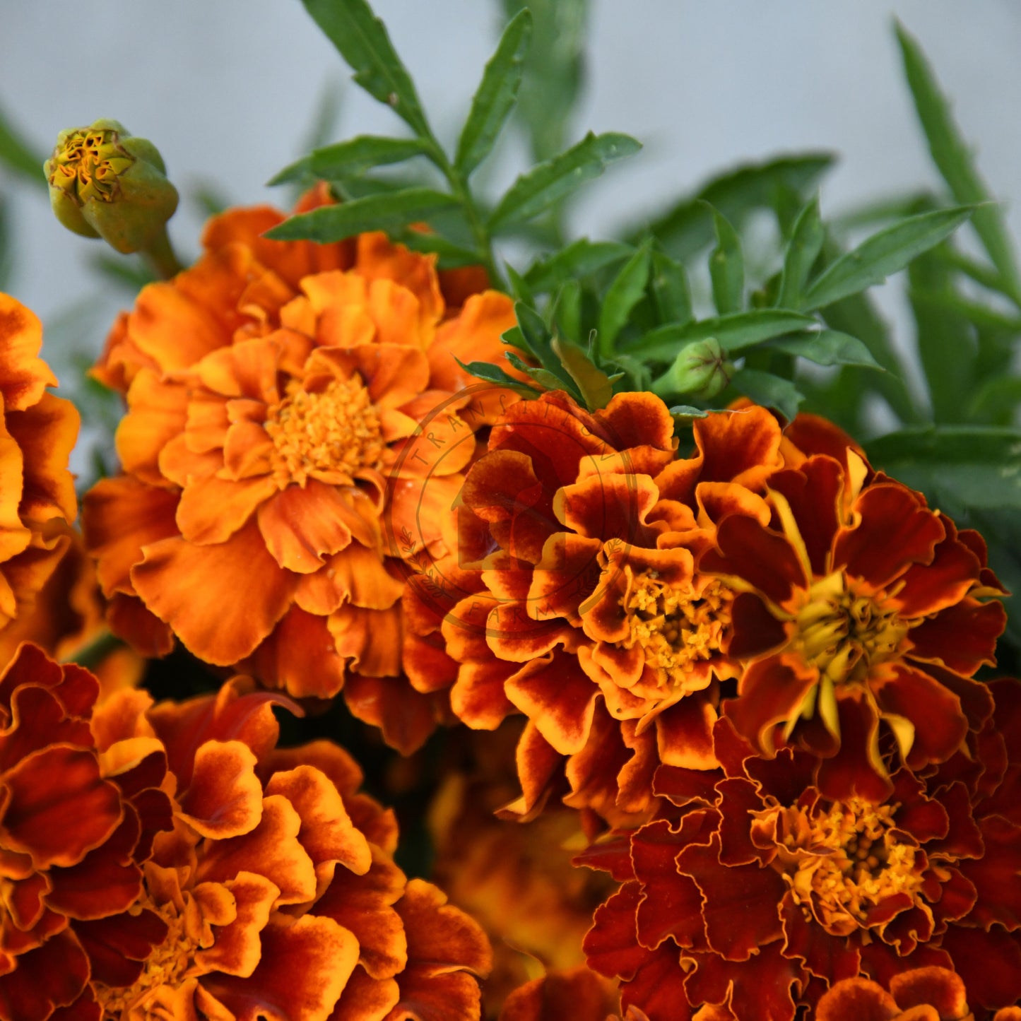 Close-up of bright orange marigold flowers with green leaves.