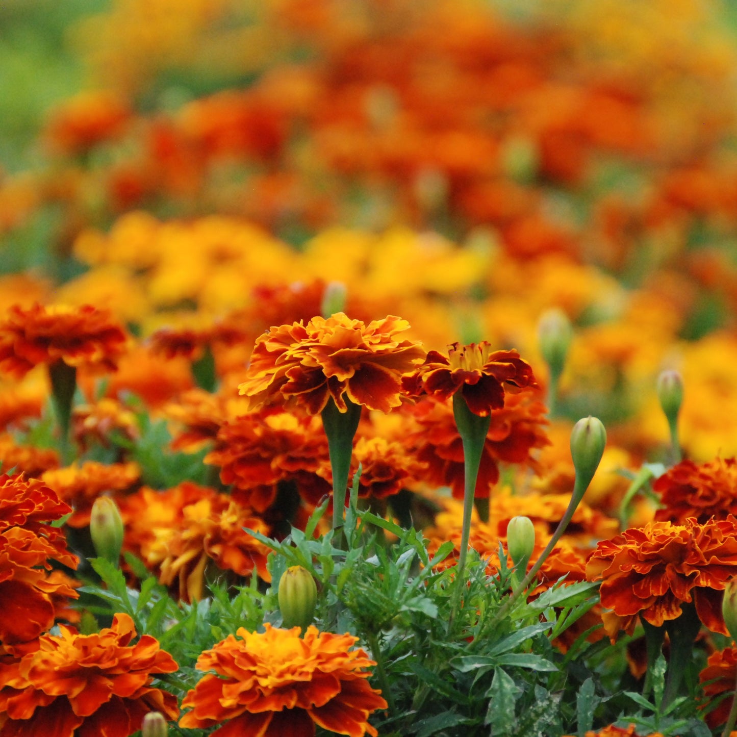 Herb, Lettuce and Flower Gift Collection