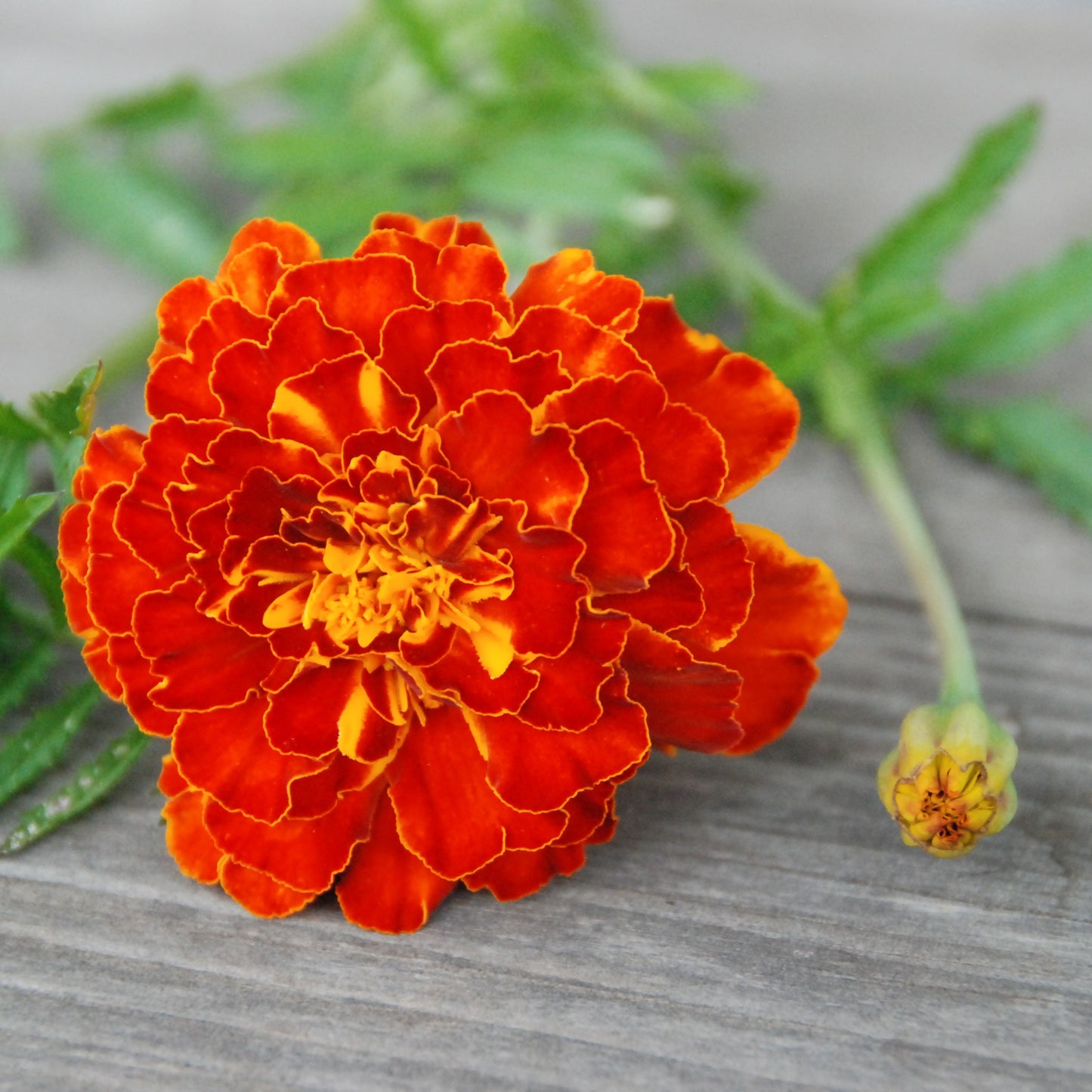 Orange marigold flower on a wooden surface with green leaves.