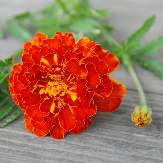 Orange marigold flower on a wooden surface with green leaves.