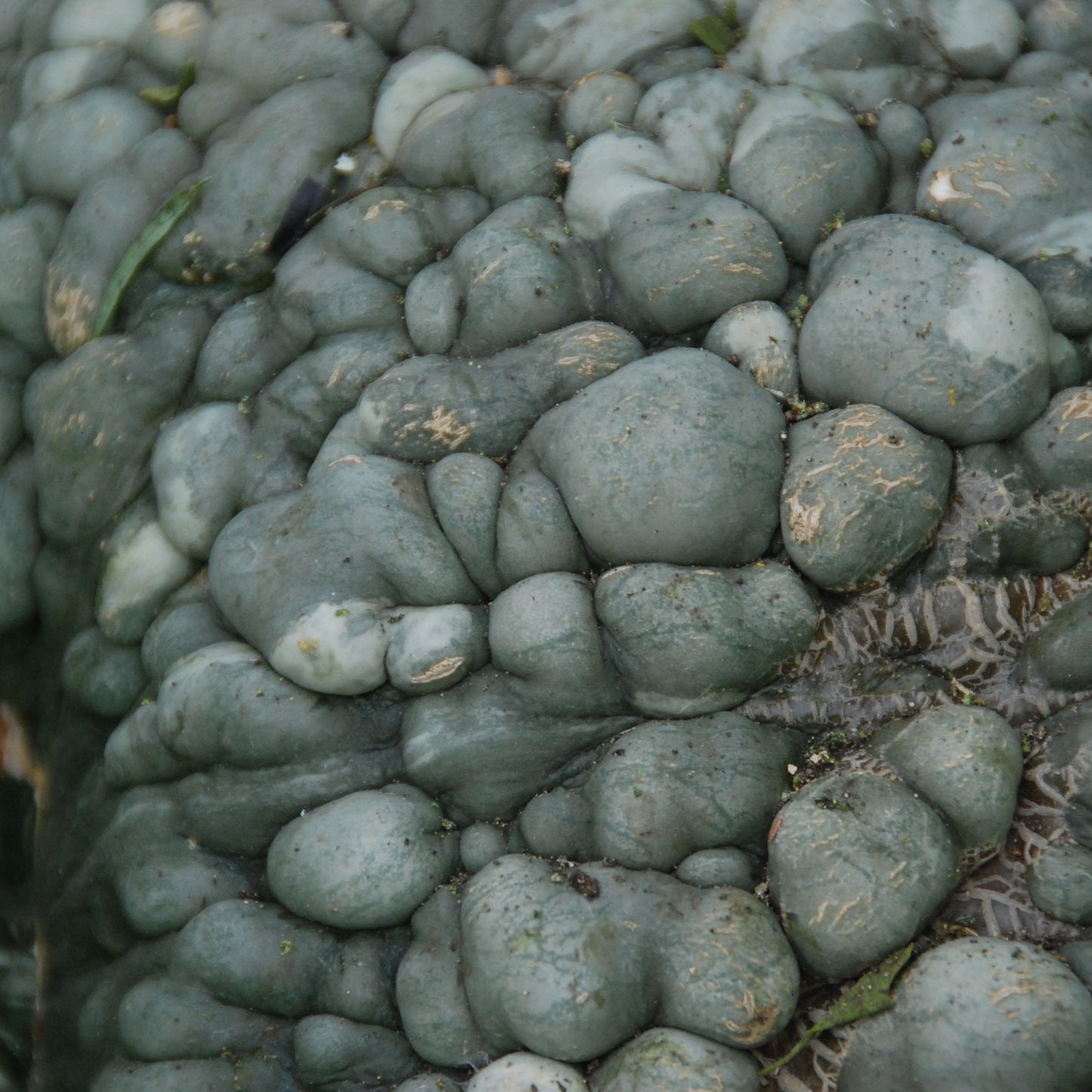 Close-up of a textured pumpkin surface