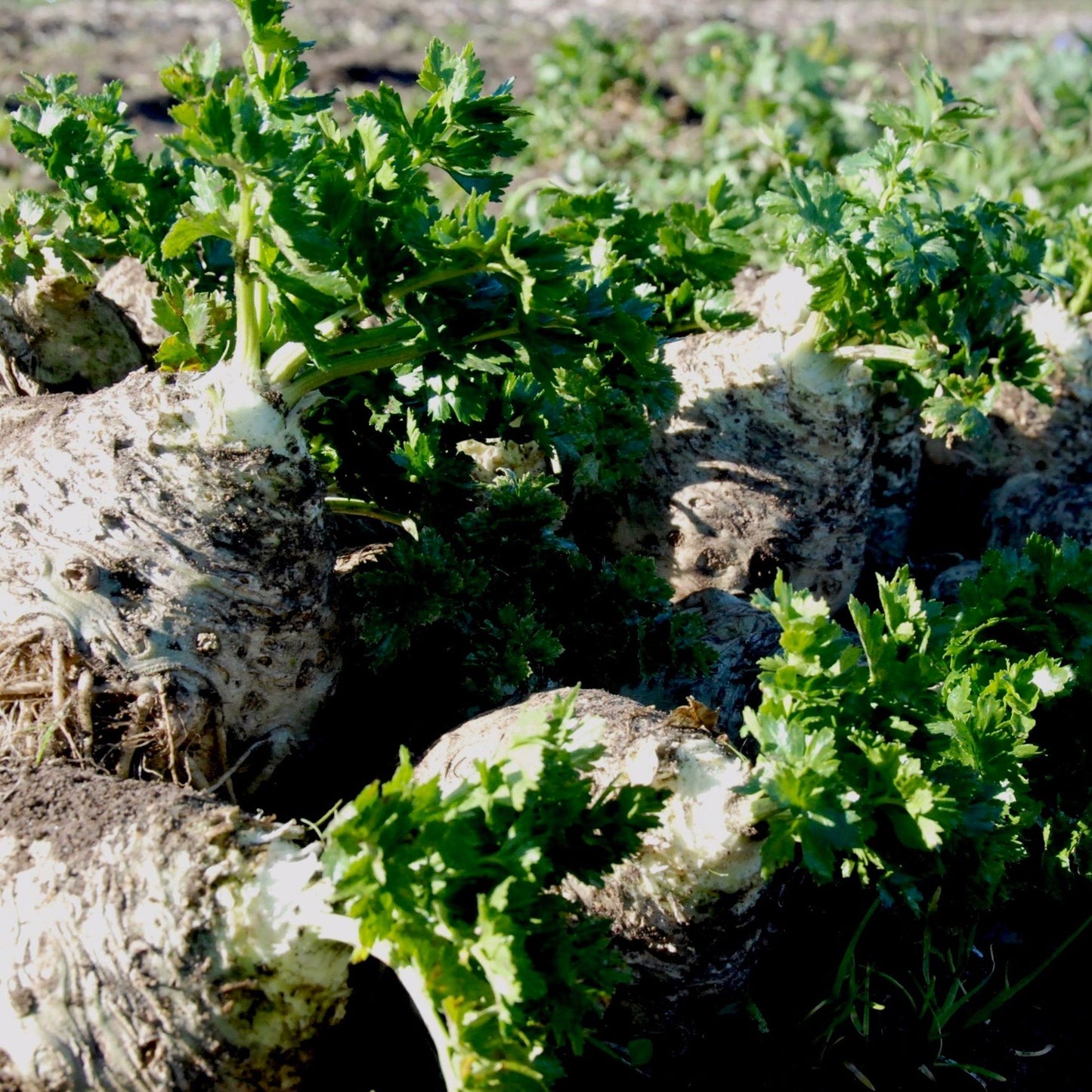 Celeriac 'Mars'