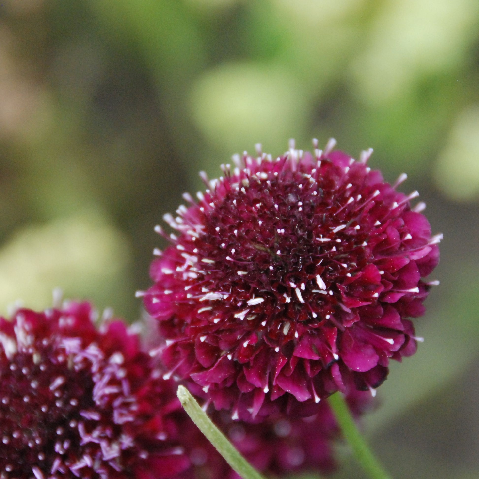 Close-up of two purple flowers with a blurred green background